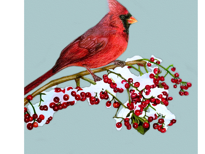 Traditional Red Cardinal Illustration